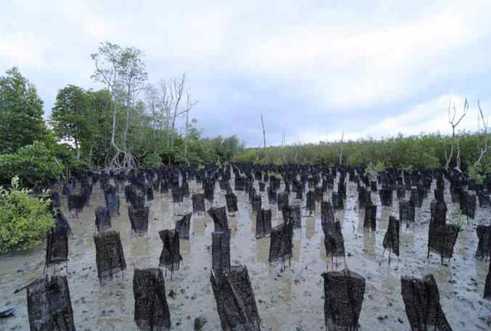 Mangrove planting