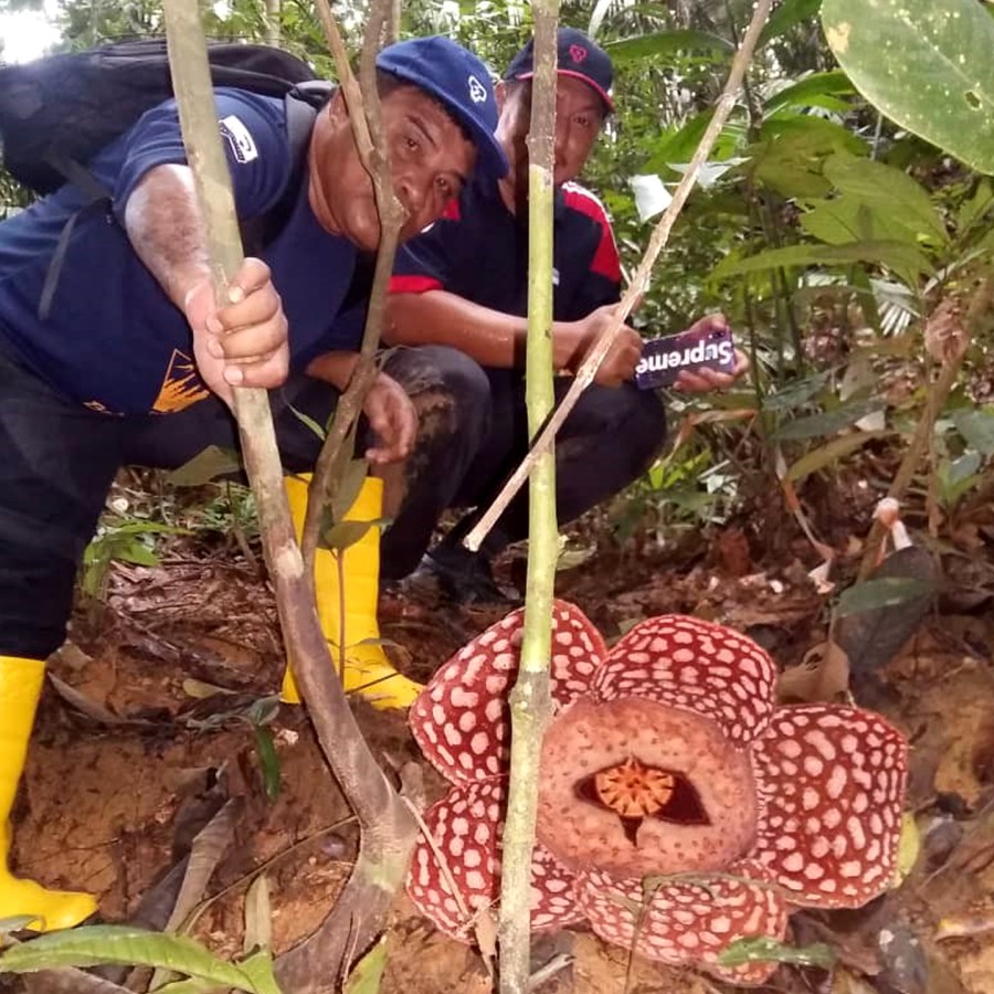 Rafflesia conservation